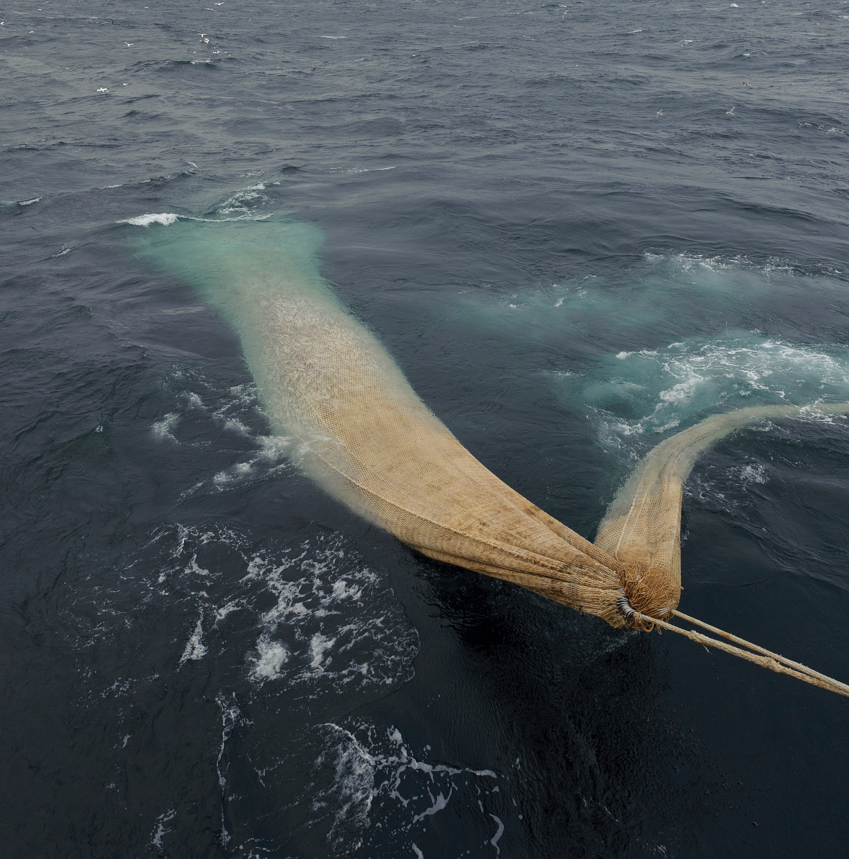 Pelagische trawler haalt zijn net binnen met de vangst van makreel