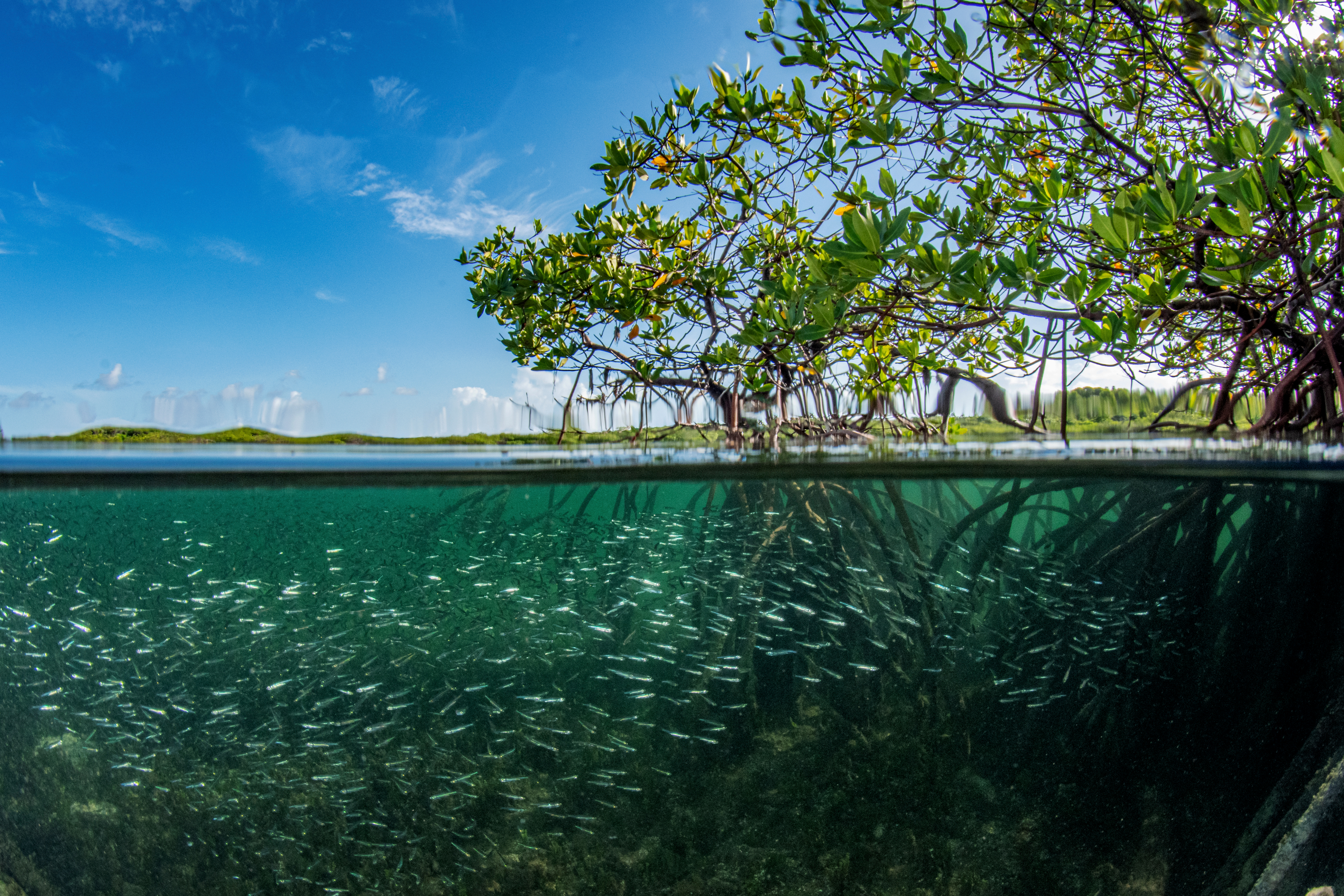 Mangroves bij Bahamas, onder en boven water foto
