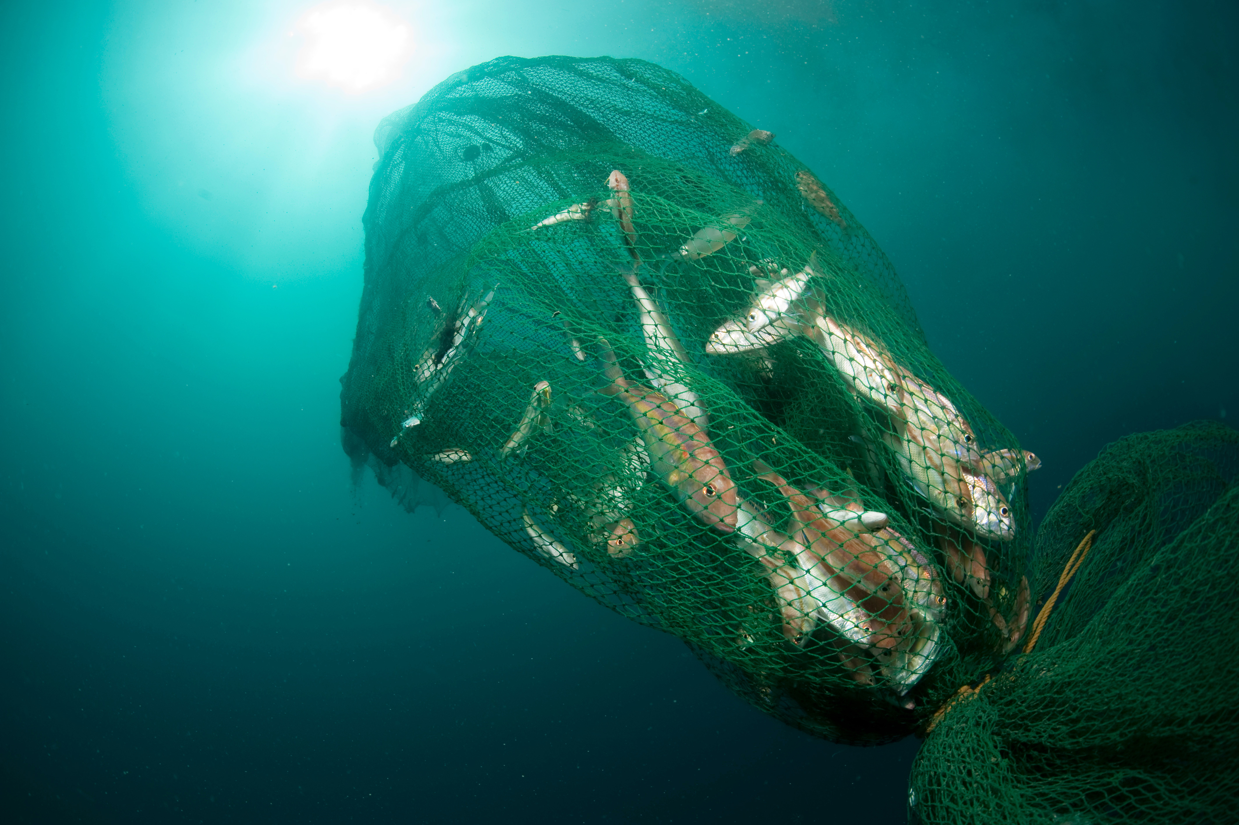 Visvangst in net onder water voordat deze wordt opgetild