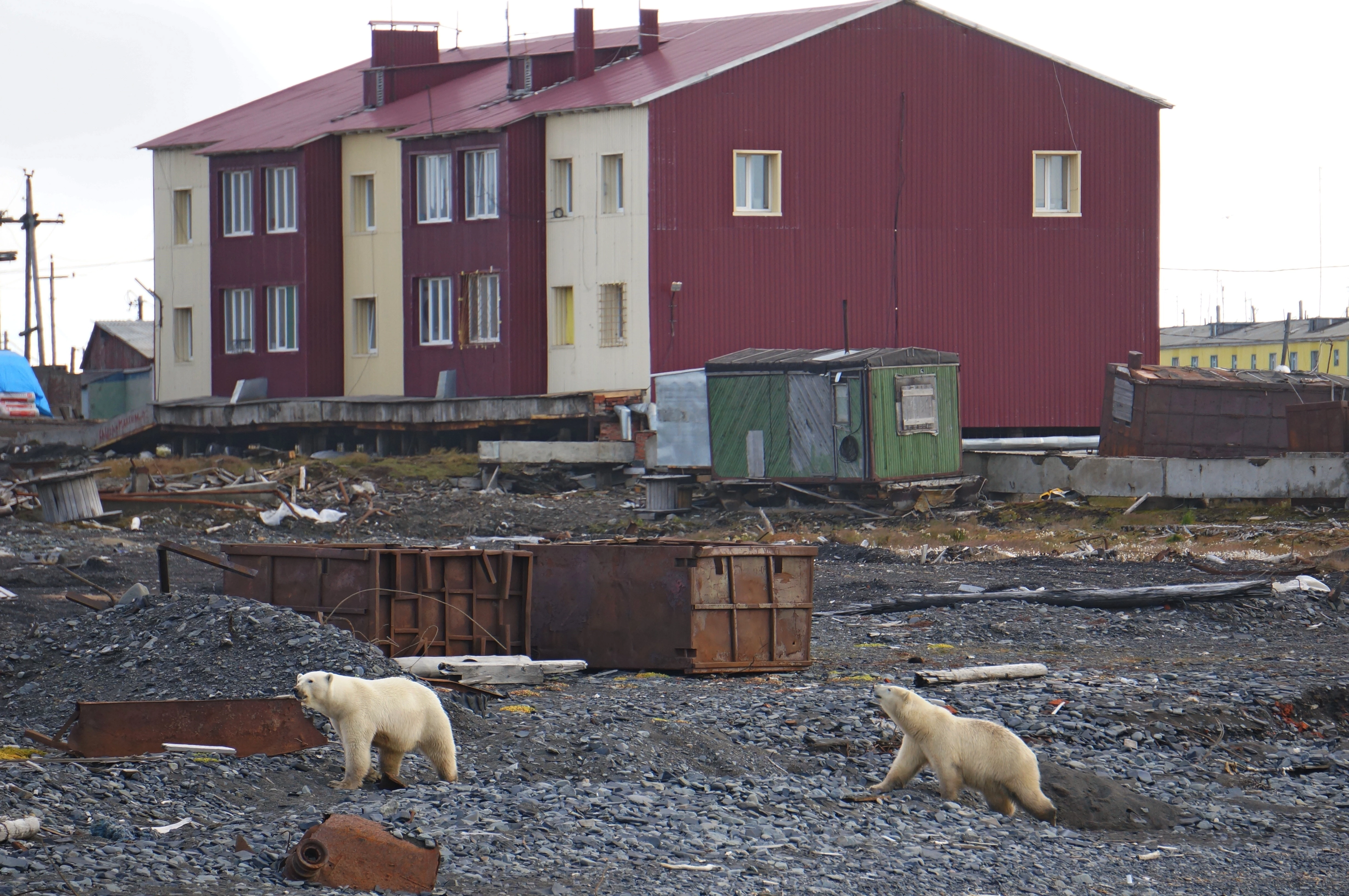 Twee ijsberen bij een dorpje, Ryrkaypiy