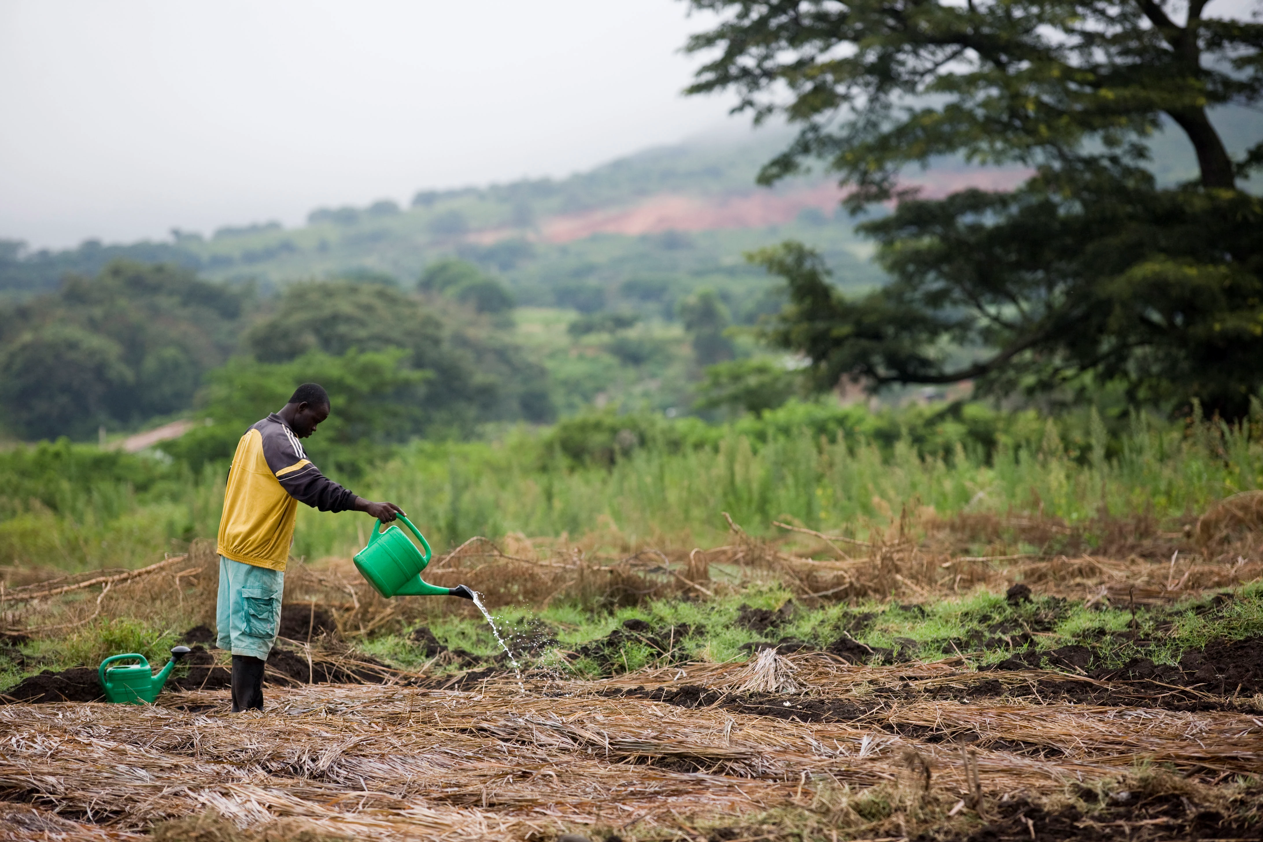 Man geeft zijn veld uien water, Oeganda WW212098