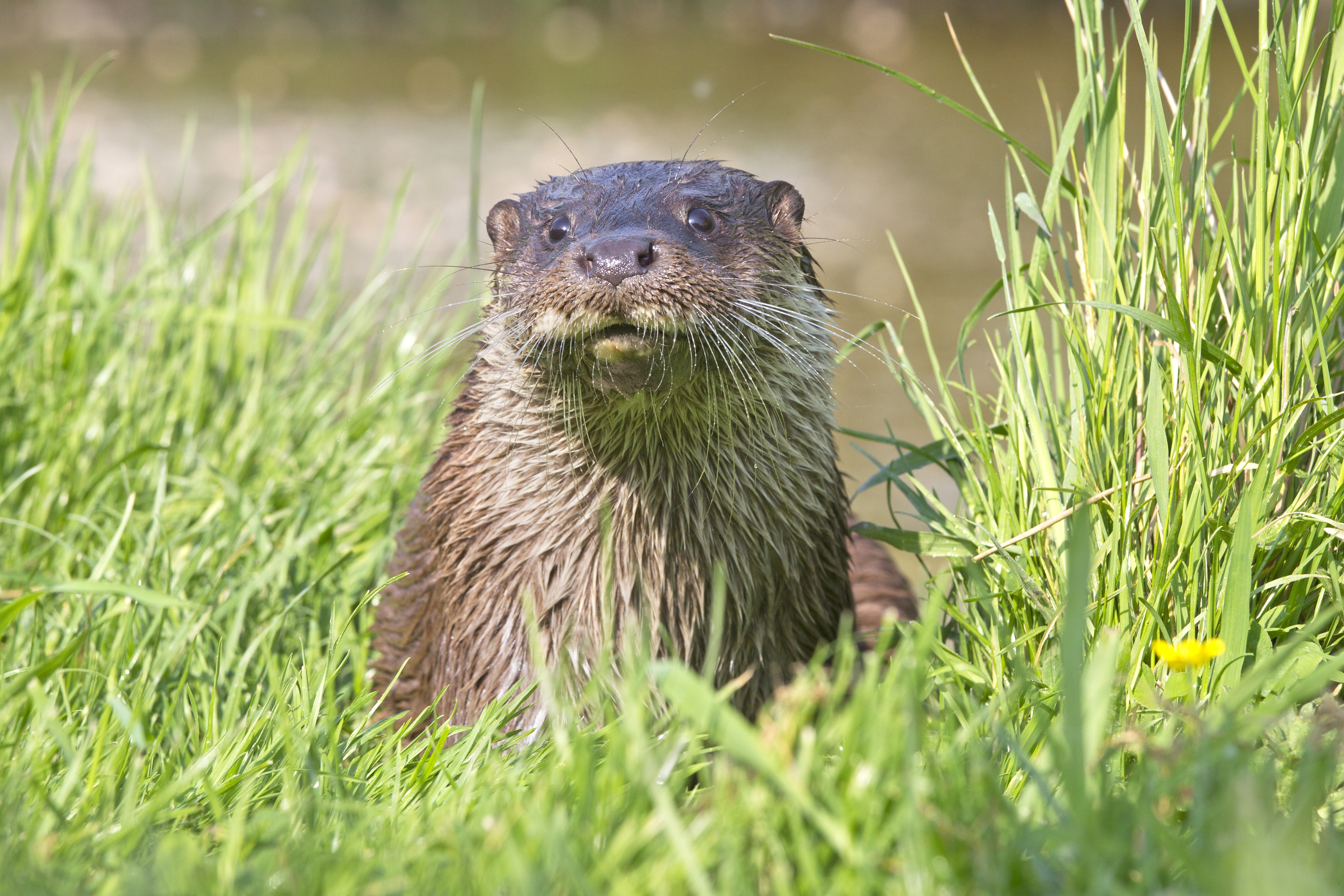Europese otter in het gras