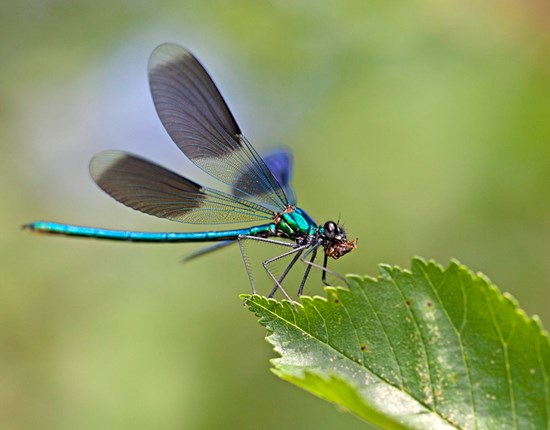 Weidebeekjuffer op een blad