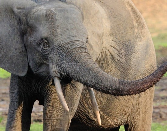 Bosolifantje met slurf