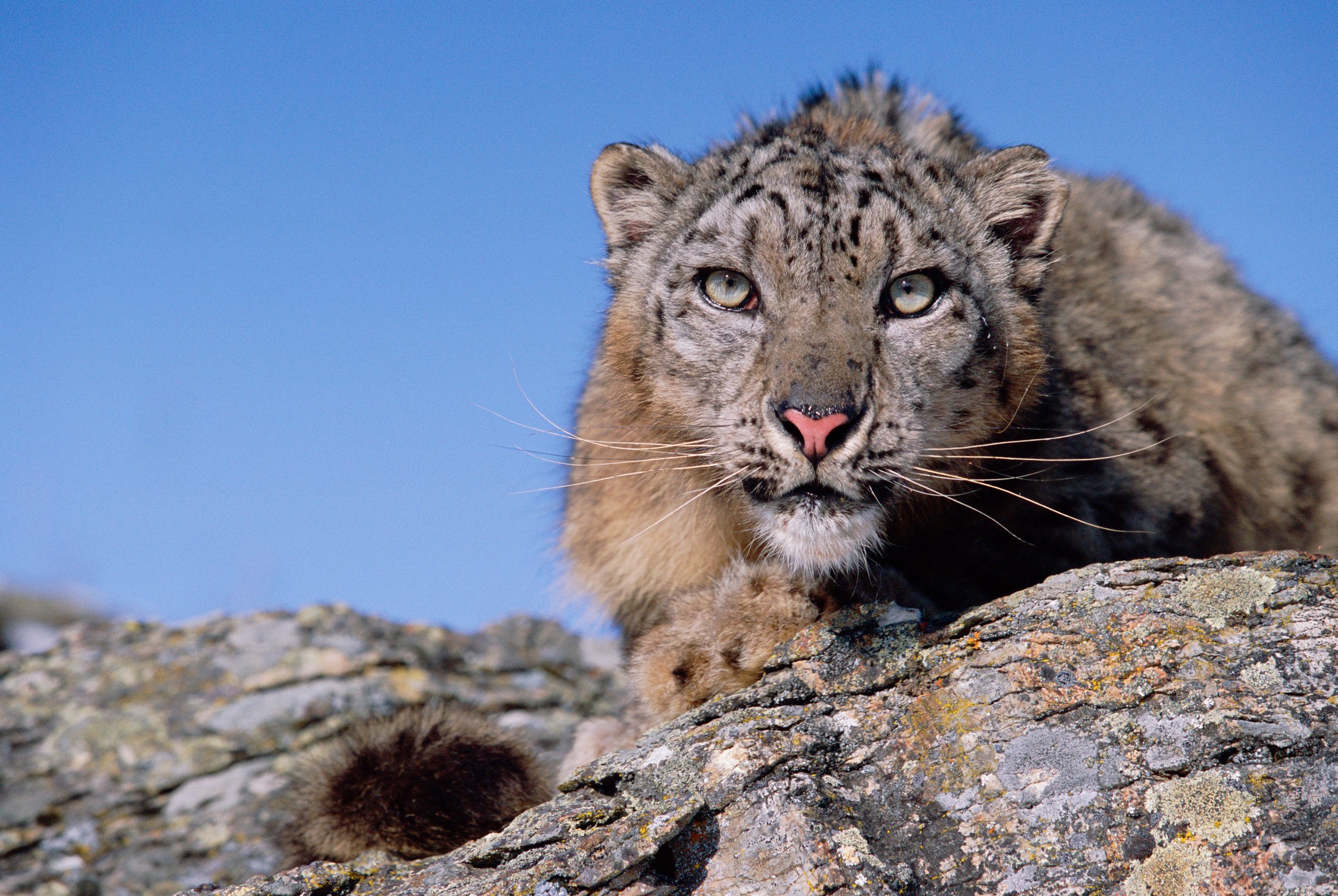 Sneeuwluipaard close-up