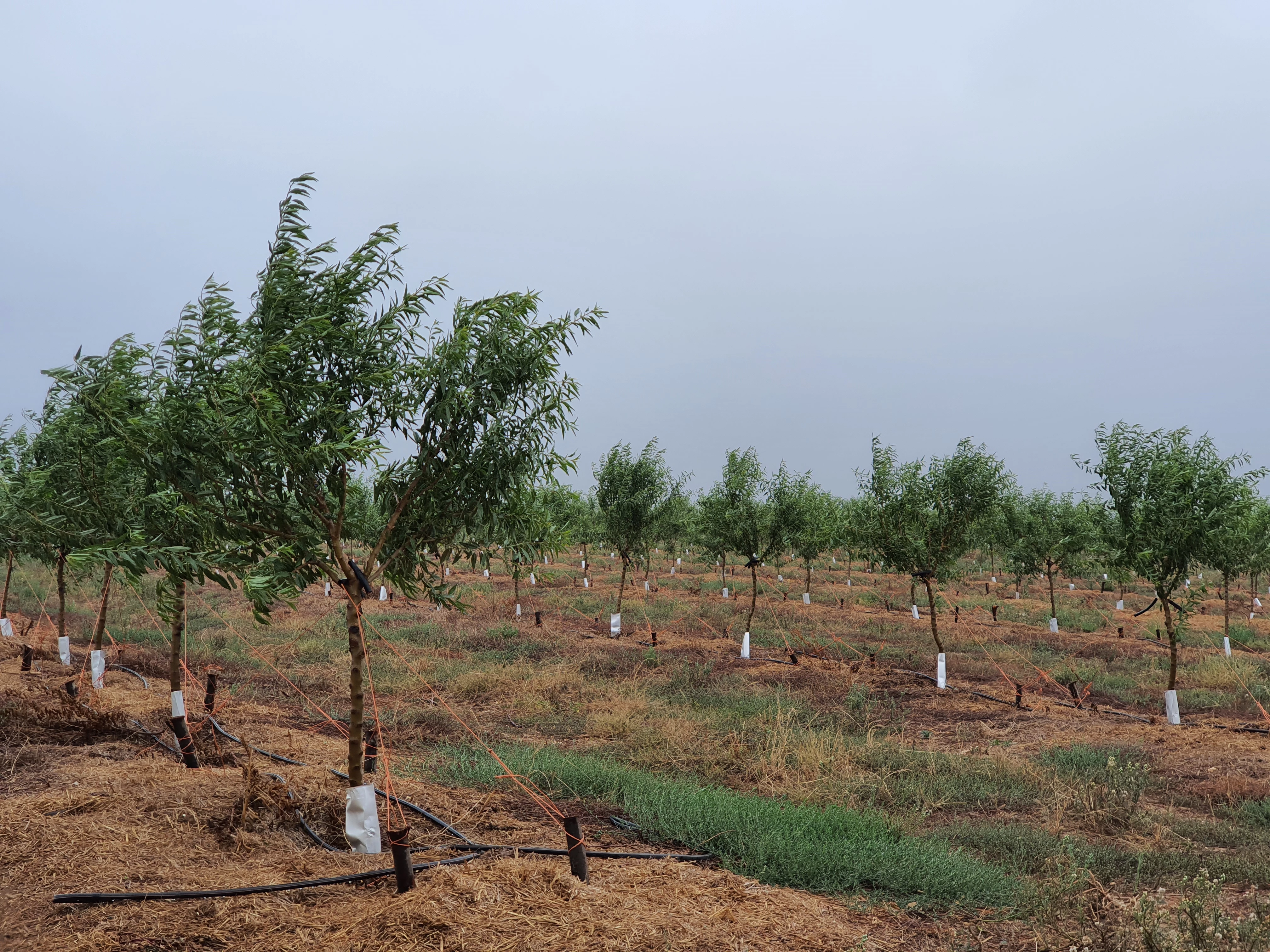 7. Restore Kleinlaagte - 13 March 2022 The first grow in the Almond Orchard.jpg