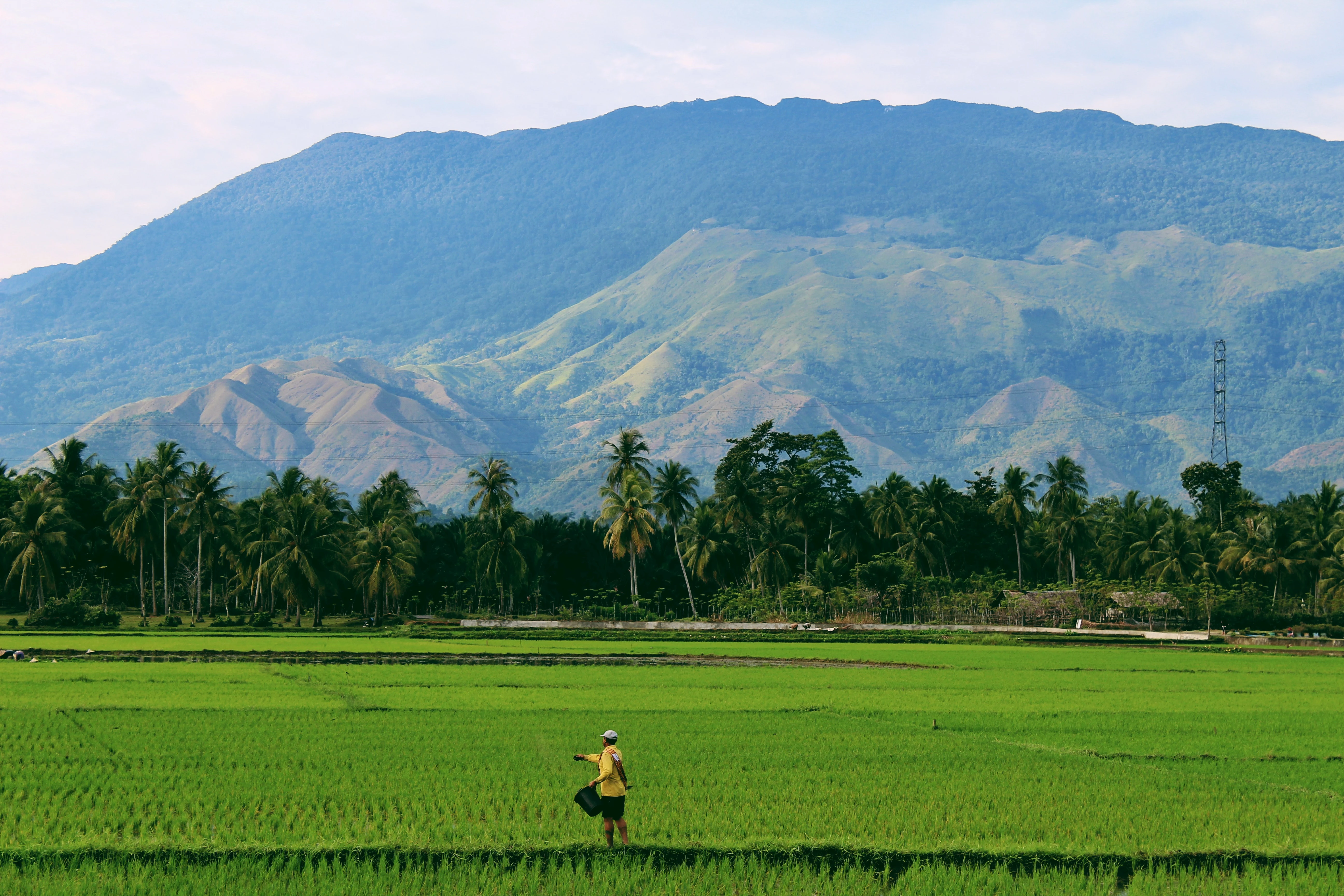 Man in een rijstveld, Indonesië Evaluation report Place Indonesia