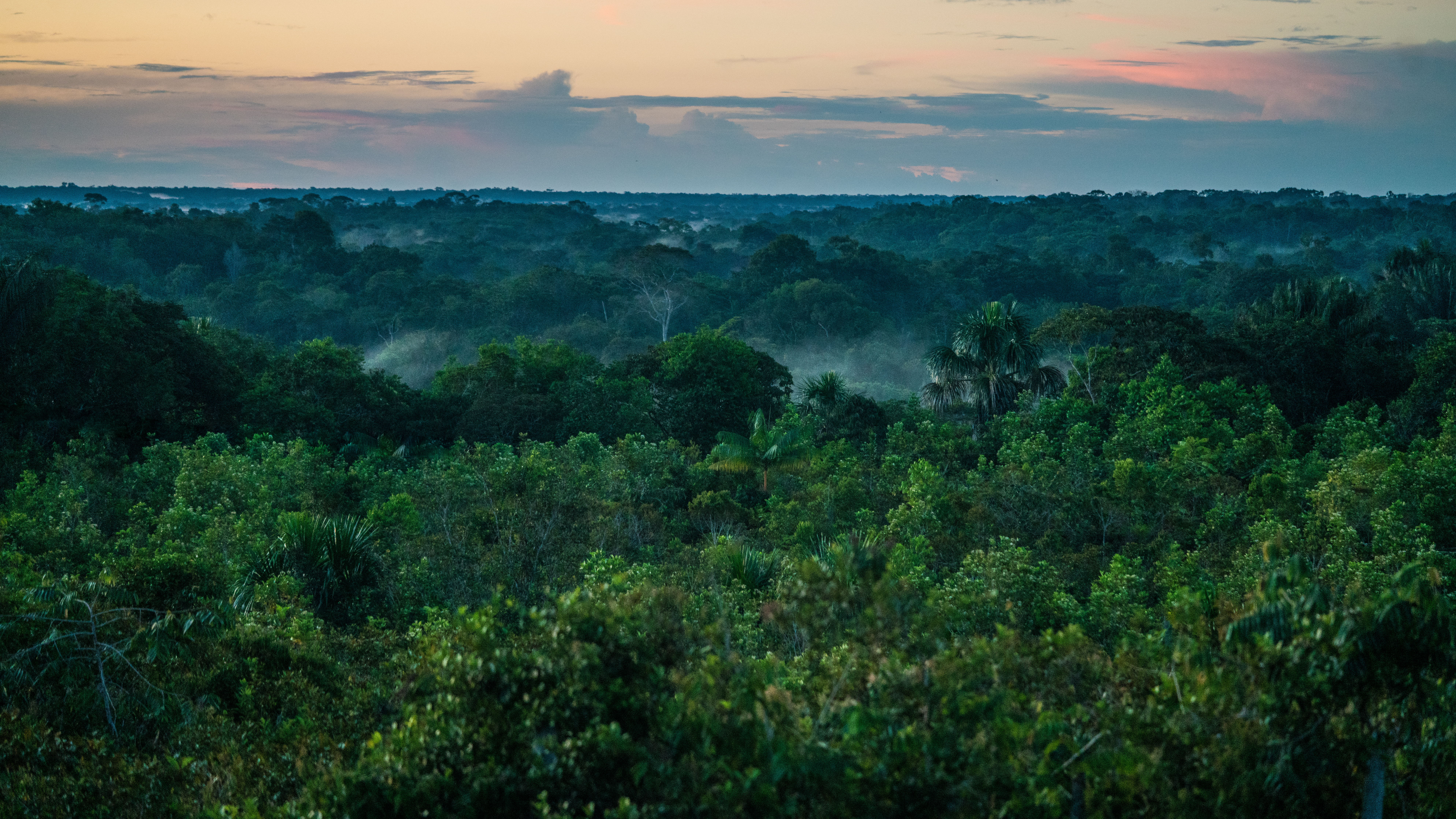 Amazone bos vanaf boven met avondlicht, Colombia 