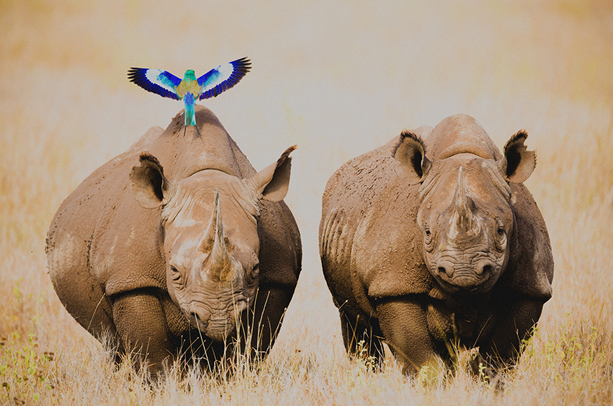 vogel land op zwarte neushoorn