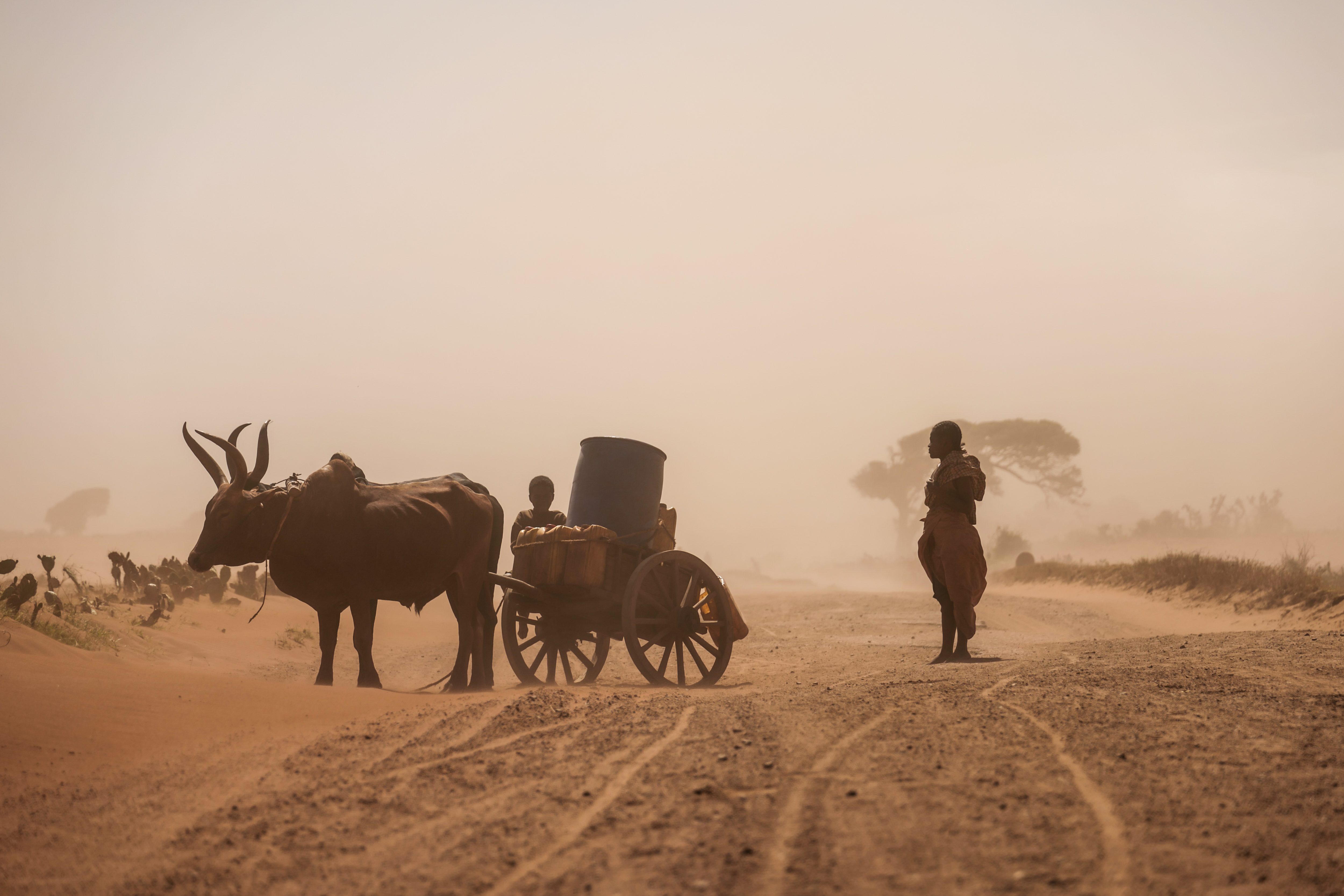 vrouw staat op stoffige weg naast kar en os