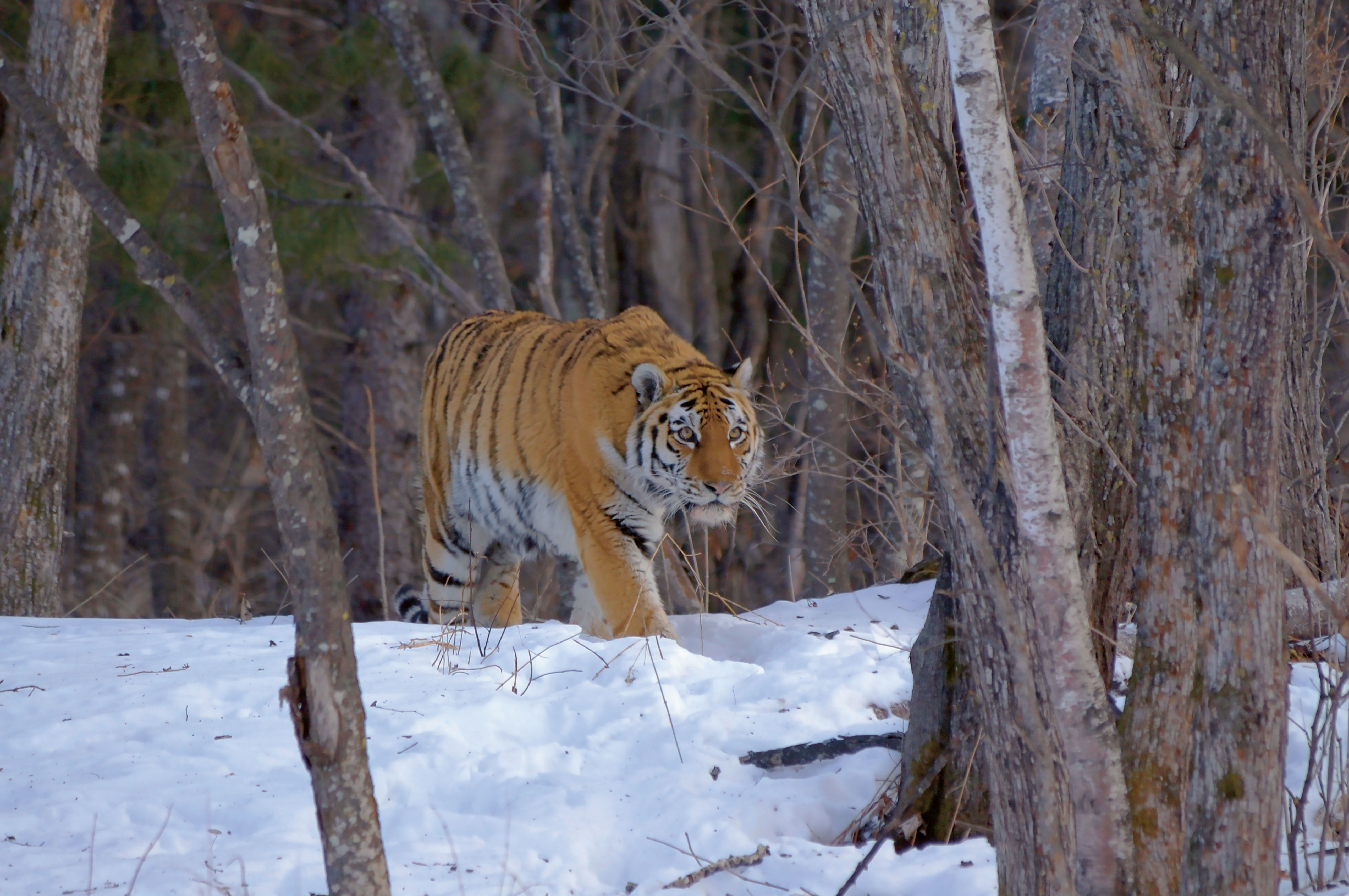 Een tijger in besneeuwd bos