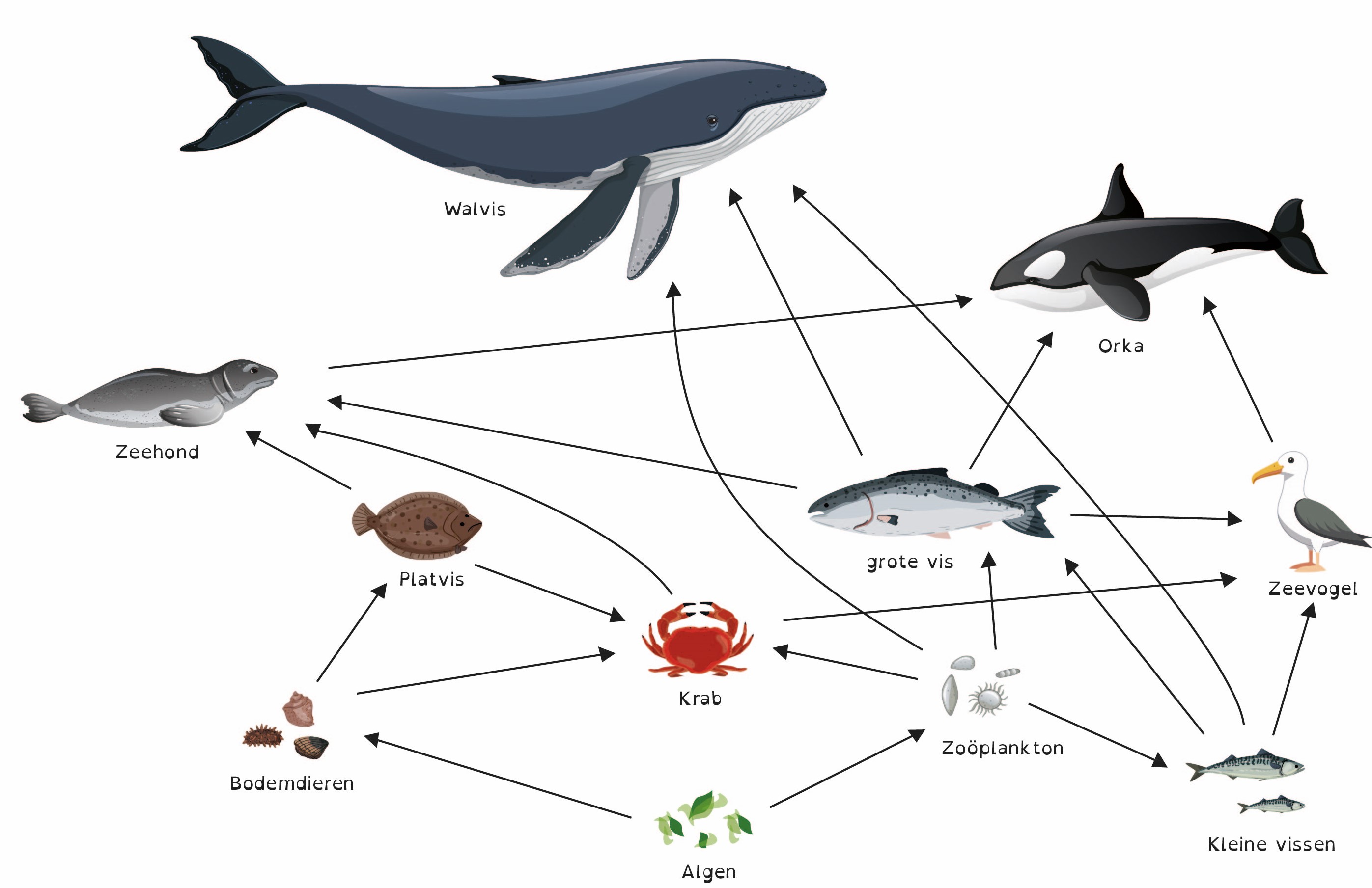 Voedselketen algen oplossing.jpg